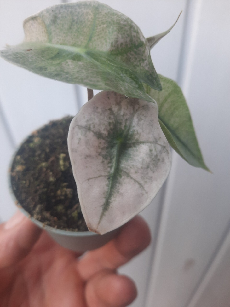 Alocasia polly Pink variegata Katowice Kup teraz na Allegro Lokalnie