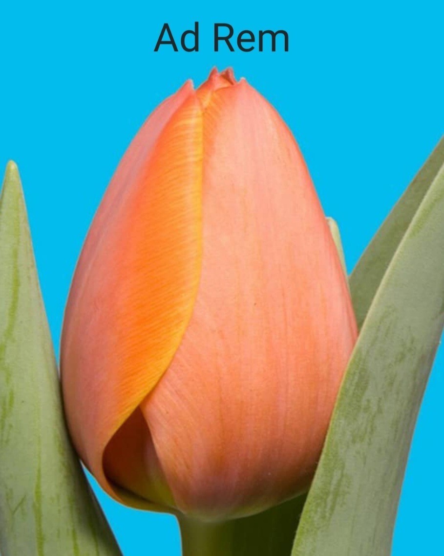 Cebulki tulipanów odmiana Ad Rem 5szt Lesko Kup teraz na Allegro