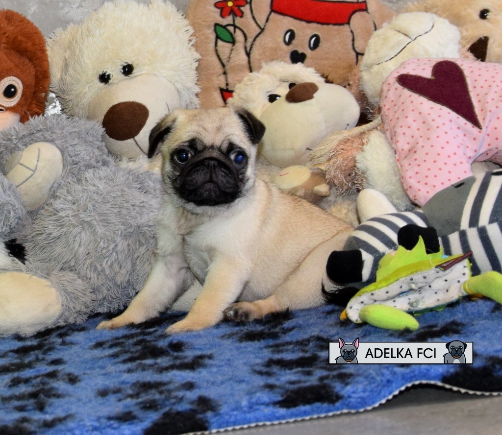 mops, mopsik, mopsy ZKwP FCI Łódź Ogłoszenie na Allegro Lokalnie