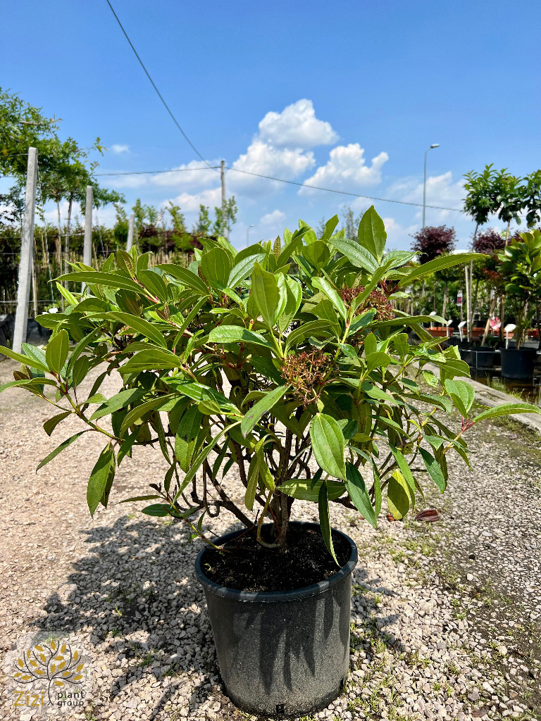 Kalina Dawida / Viburnum Davidii / Wys.6080cm Sękocin Stary