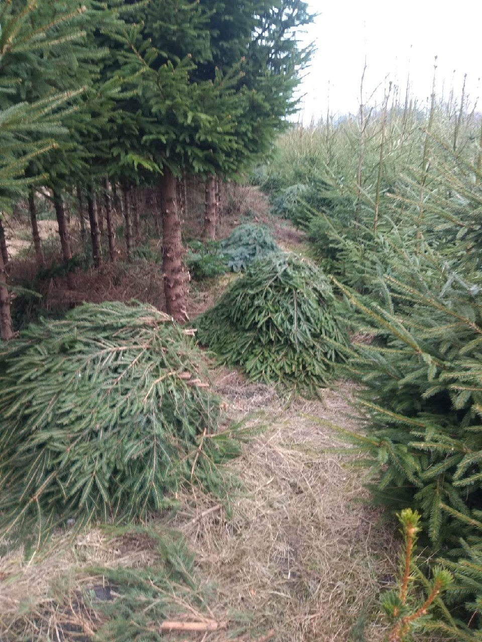 Gałęzie świerkowe | Smólnik | Ogłoszenie na Allegro Lokalnie