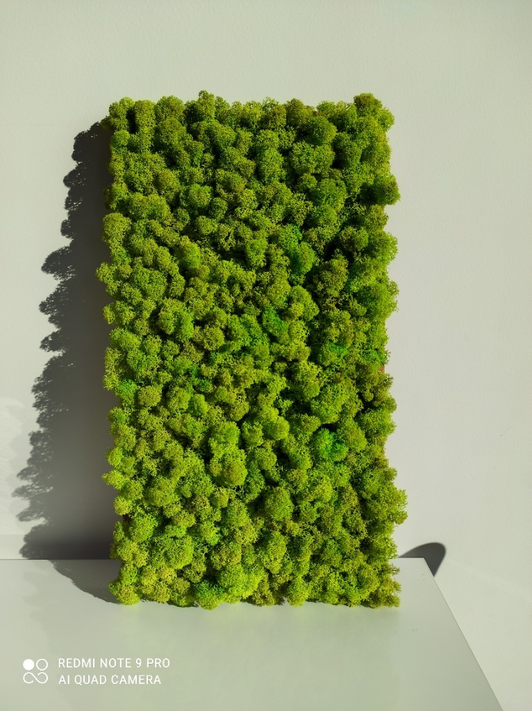 Panel obraz z mchu chrobotka 47*26 Gorzów Wielkopolski Kup teraz na