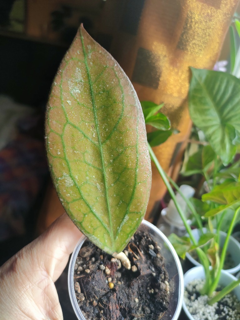 Hoya Tequila sunrise niesamowite kolory rośnie Widełka Kup teraz na