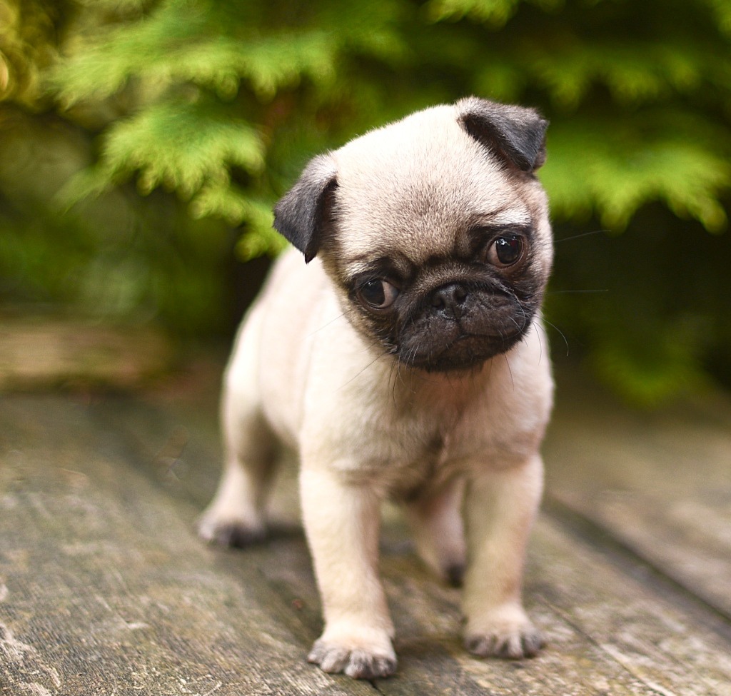 mops, mopsik, mopsy ZKwP FCI Łódź Ogłoszenie na Allegro Lokalnie