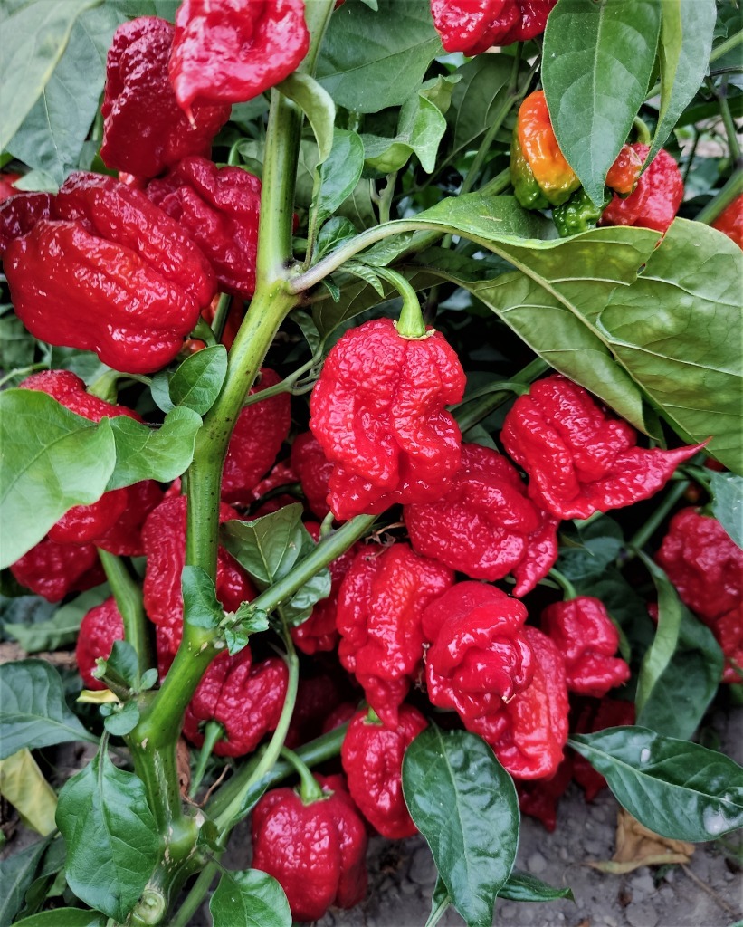 ŚWIEŻE PAPRYKI CHILI DRAGONS BREATH 500g. | Biejkowska Wola | Kup teraz