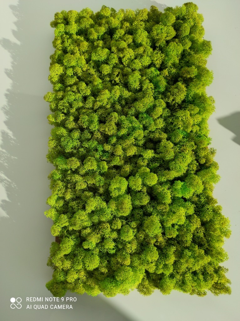 Panel obraz z mchu chrobotka 47*26 Gorzów Wielkopolski Kup teraz na