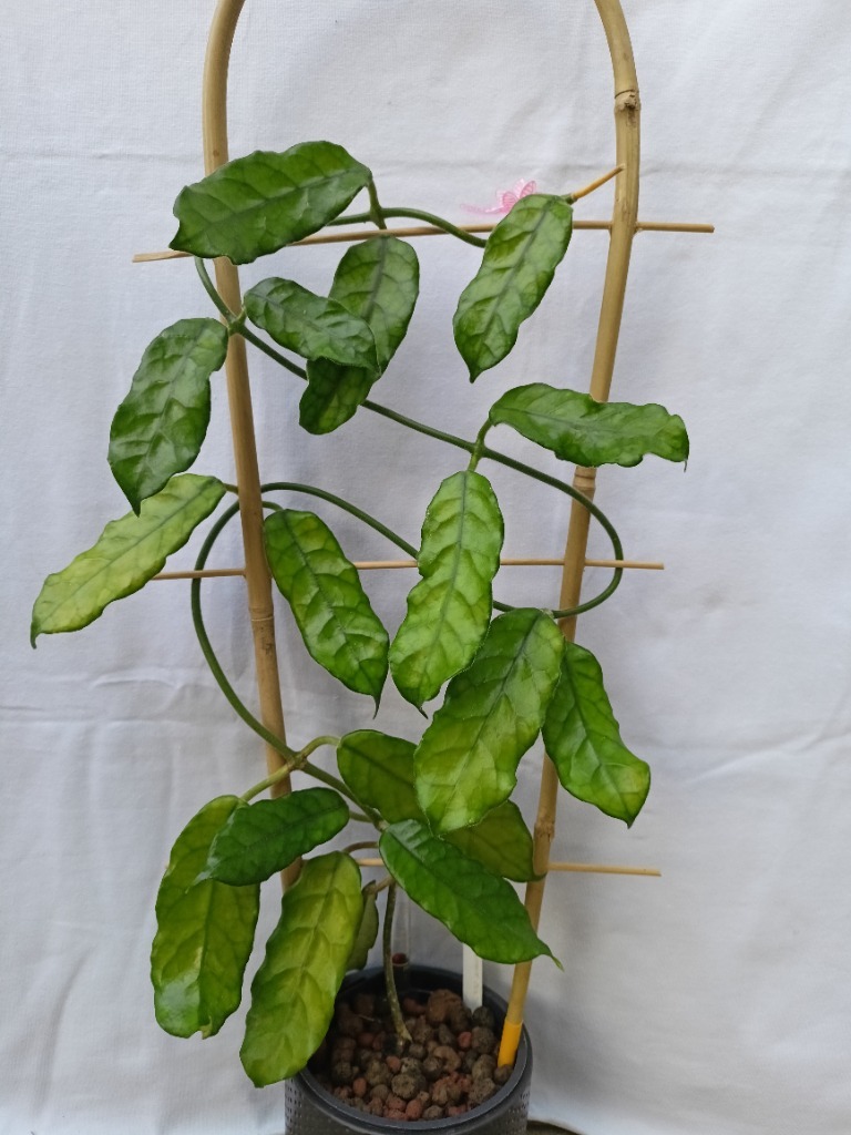 HOYA Sp. Welsh Mountain Zoo | Lublin | Kup teraz na Allegro Lokalnie