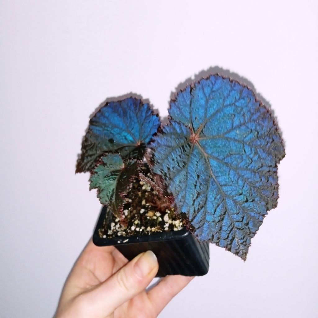 Begonia U485 Wrocław Kup teraz na Allegro Lokalnie