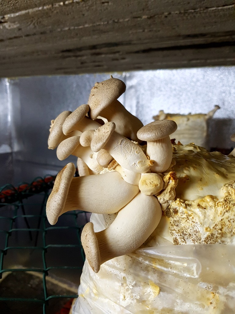 Boczniak Eryngii gotowe podłoże do uprawy grzybów Bytom Kup teraz