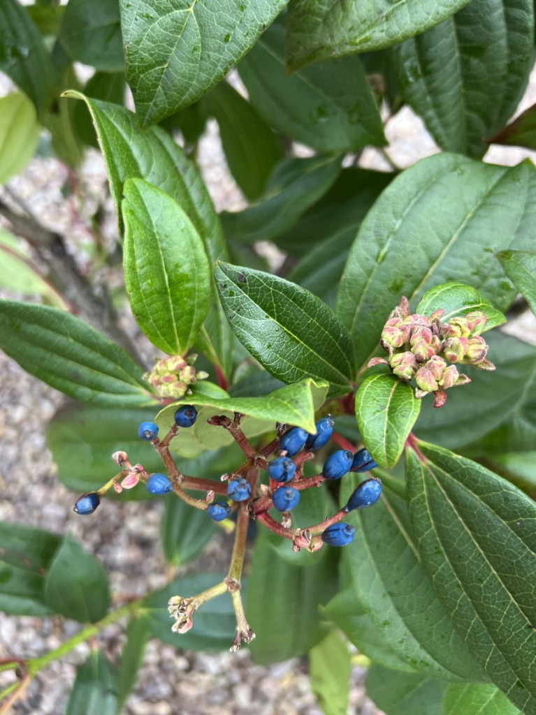 Kalina Dawida / Viburnum Davidii / Wys.6080cm Sękocin Stary