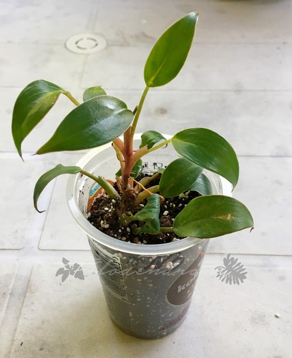 Philodendron Pincushion nr 13 miniatura rzadkość Kraków Kup teraz