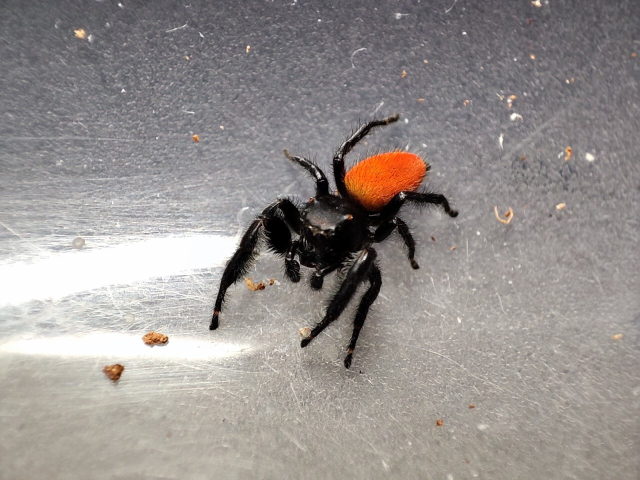Phidippus Pius skakun dorosly samiec adult male Katowice Kup teraz