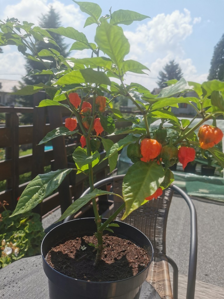 Carolina Reaper Dragon Breath Mega Ostre Sosy Góra Kup teraz na