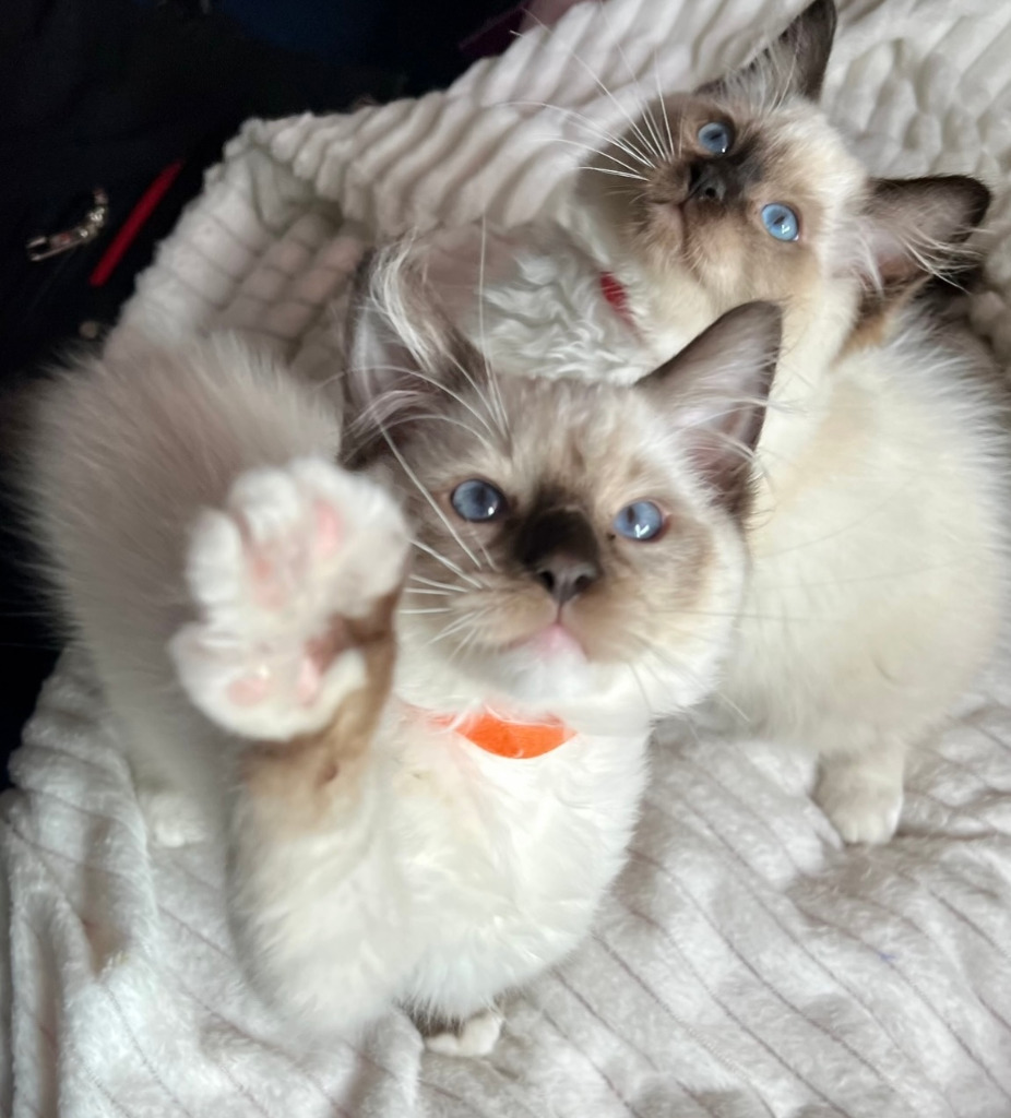 Kot rasowy z rodowodem Ragdoll chłopiec kocurek | Kalisz | Ogłoszenie ...