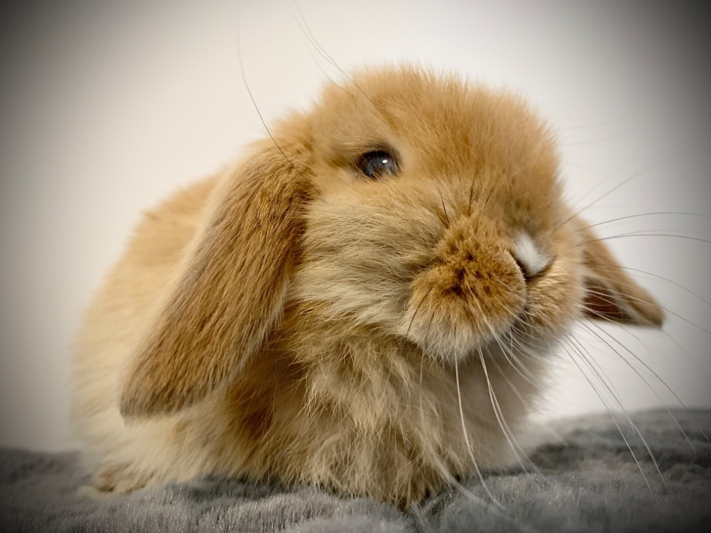 Królik Mini Lop króliki miniaturki hodowla E149 Głowno Ogłoszenie