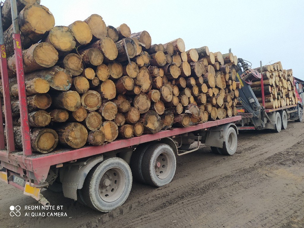 Scania R 730 6x4 Do Przewozu Drewna Opinie I Ceny Na Ceneo Pl