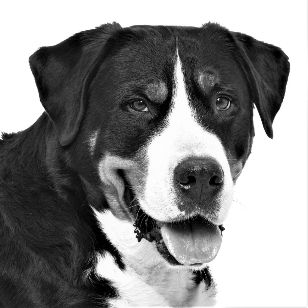 Zdjęcie oferty: Duży szwajcarski pies pasterski-naklejka-karoseria