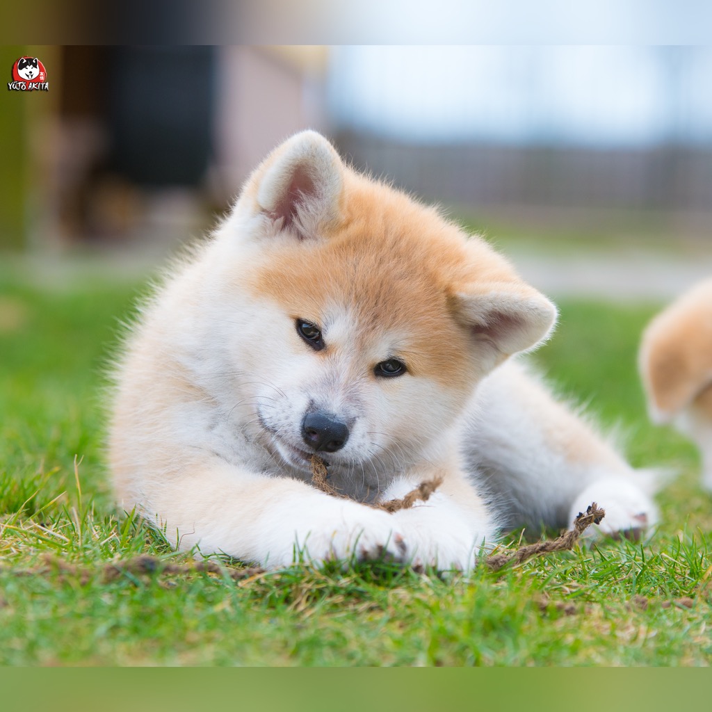 Akita Inu Akita Japonska Szczeniak Zkwp Fci Cena 5000 00 Zl Zmigrod Allegro Lokalnie