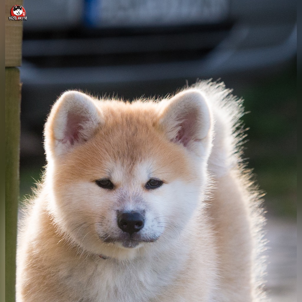 Akita Inu Akita Japonska Szczeniak Zkwp Fci Cena 5000 00 Zl Zmigrod Allegro Lokalnie