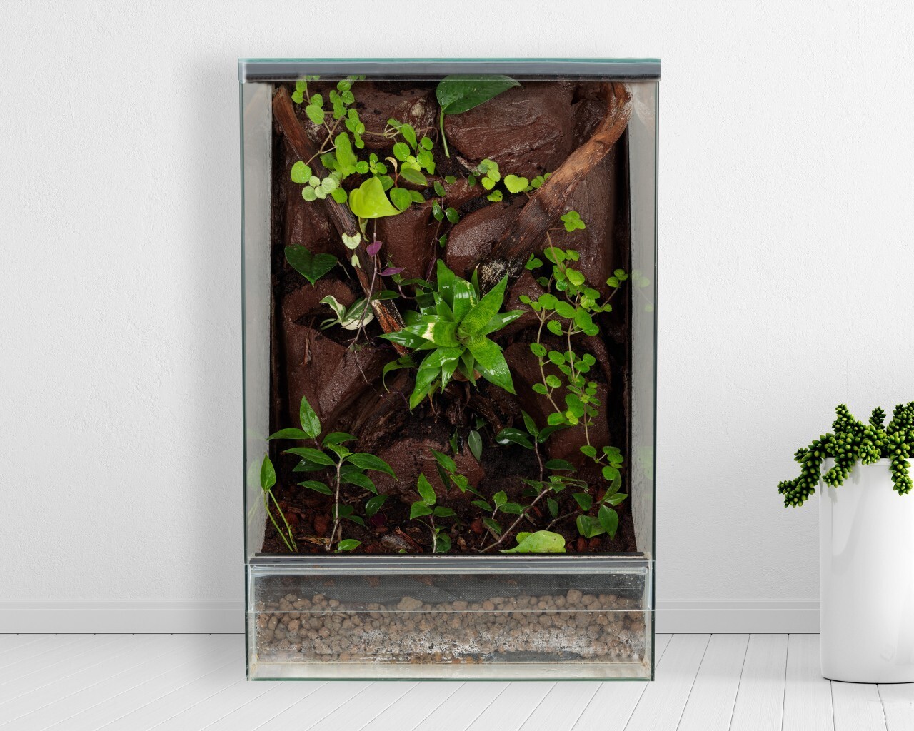 Terrarium tropikalne 40x40x60 gekon orzęsiony palu Kleszczewo Kup