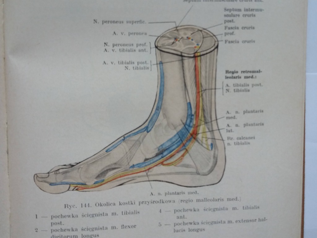 Anatomia Topograficzna Co To Jest