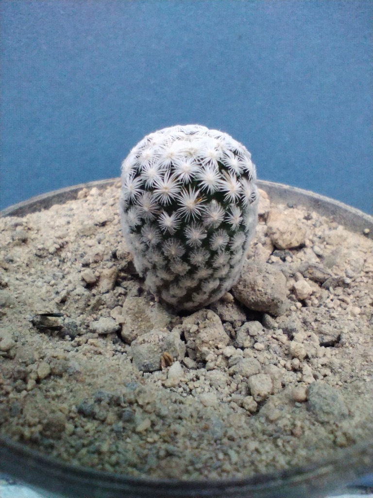 Mammillaria herrerae | Lutynia | Kup teraz na Allegro Lokalnie