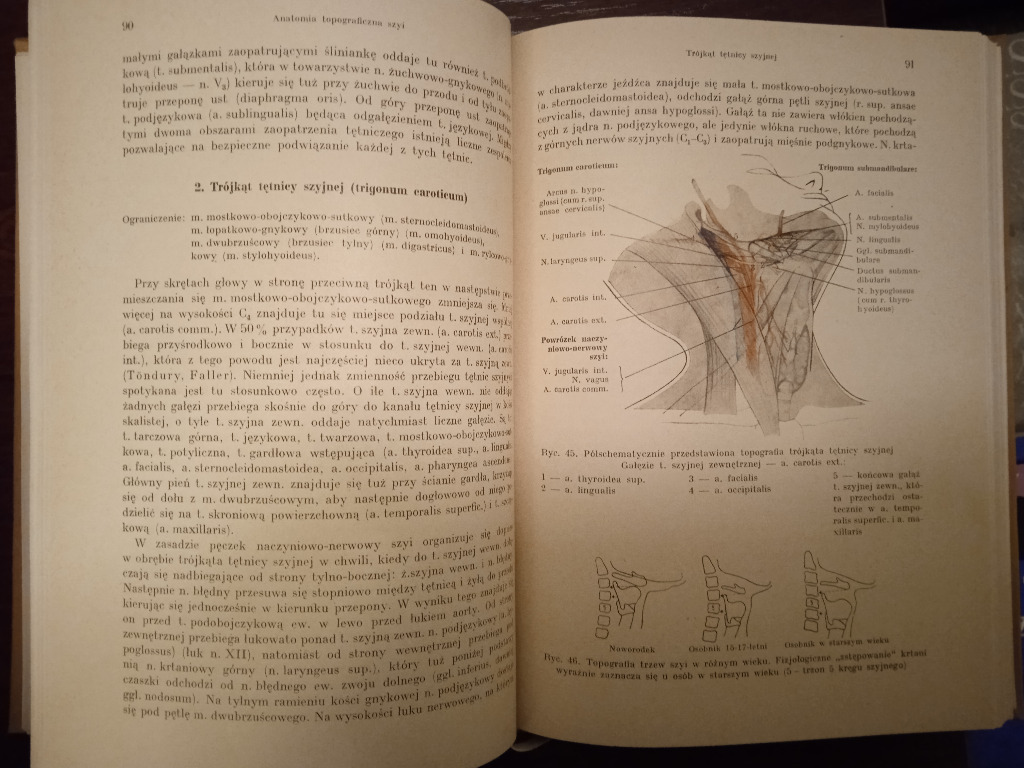 Anatomia Topograficzna Co To Jest