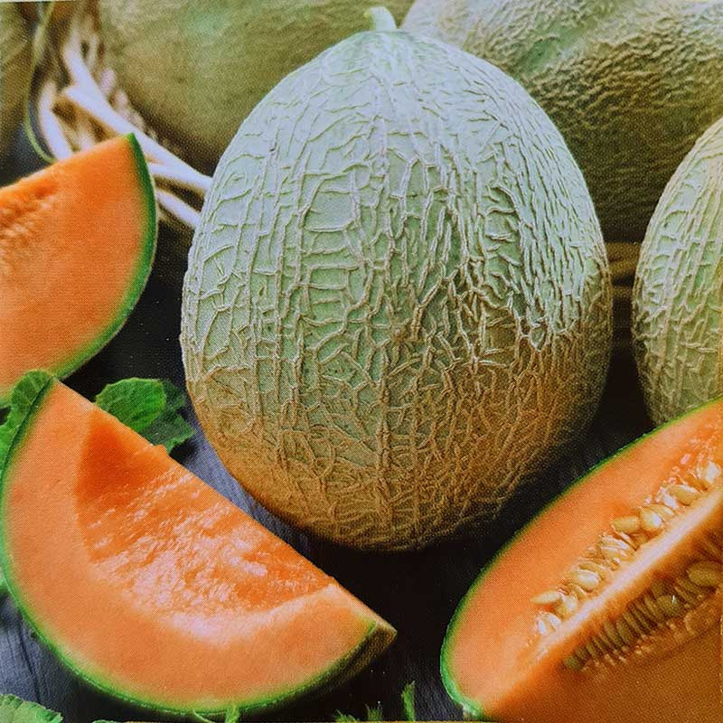 Melon Emir pyszny nasiona kolekcjonerskie Mikołów Kup teraz na