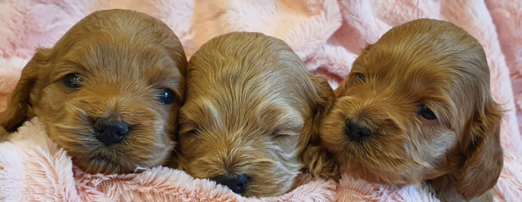 Cockapoo allegro cheap
