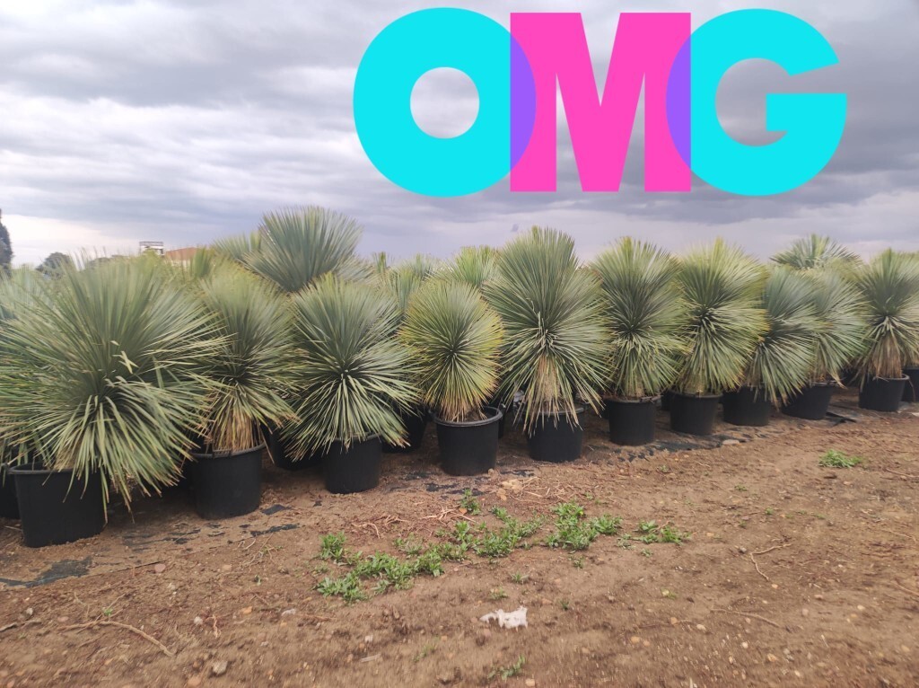 ⚠️希少な多頭⚠️Yucca rostrata❗️早い者勝ち✳️ 育つと③ヘッド(