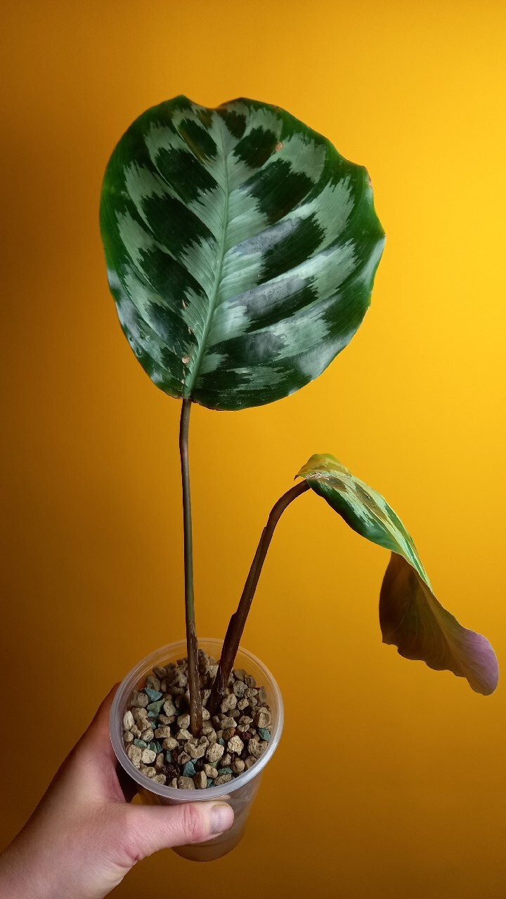 Calathea Helen Kennedy | Wrocław | Kup teraz na Allegro Lokalnie