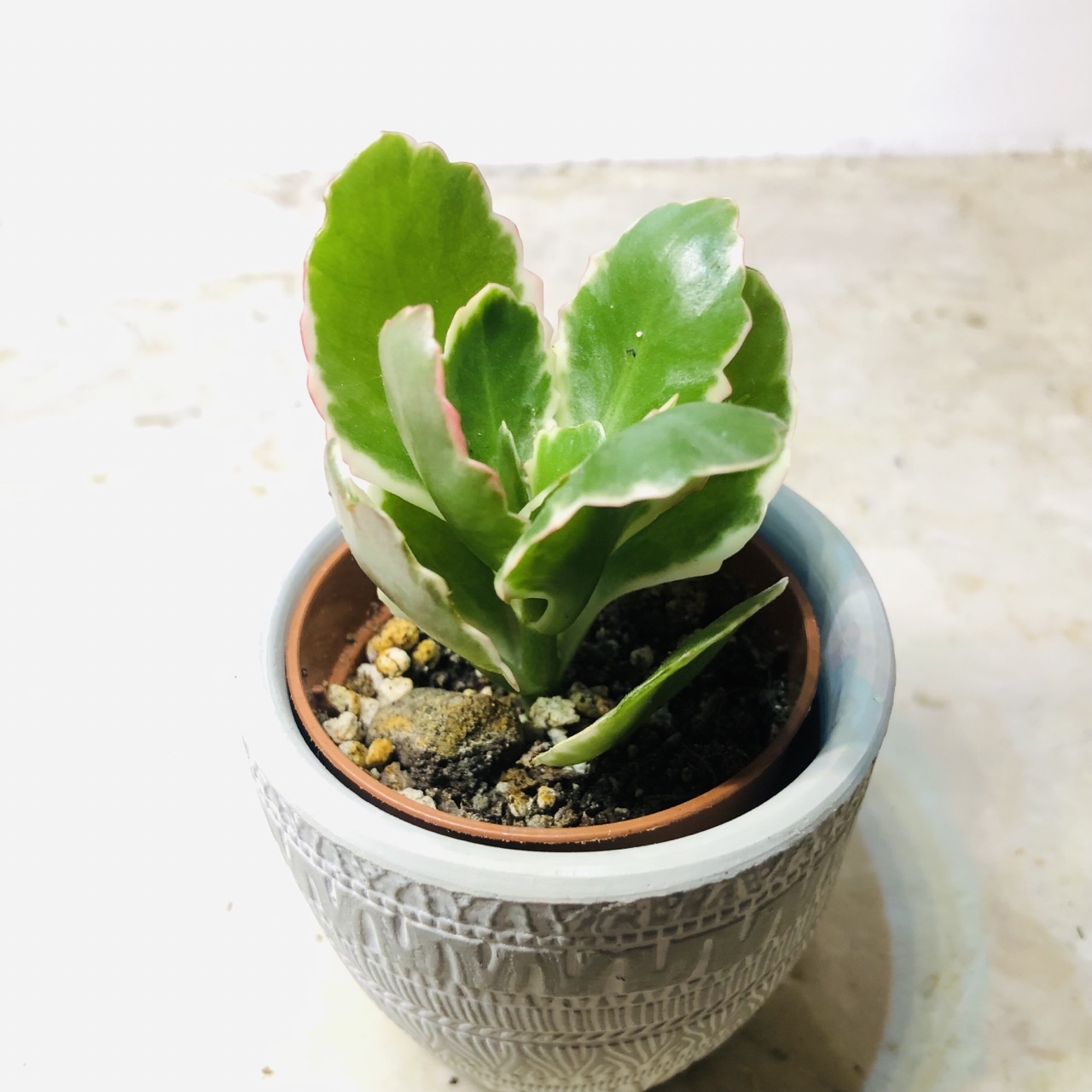 Kalanchoe Blossfeldiana variegata , śliczne liście Warszawa Kup