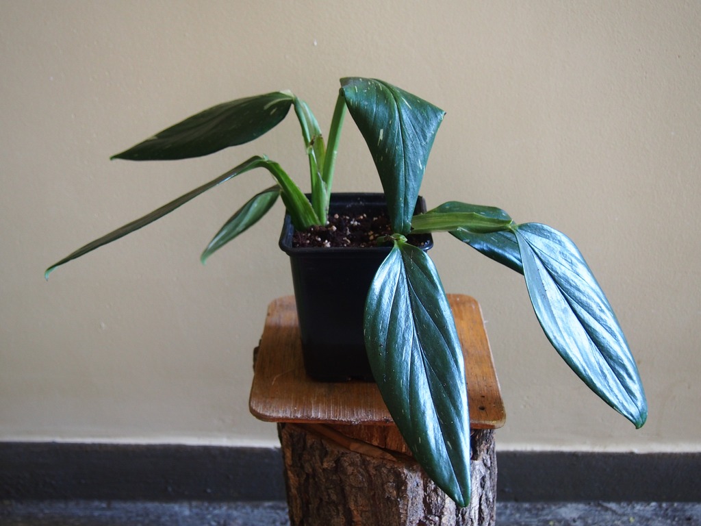 Monstera Standleyana Philodendron Cobra Kup Teraz Za 50 00 Zl Warszawa Allegro Lokalnie