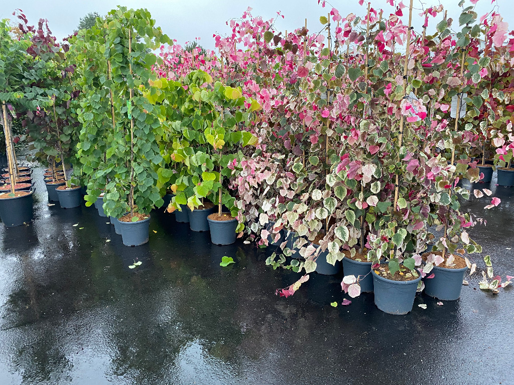 Judaszowiec Kanadyjski Cercis Alley Cat Wys. 180cm | Sękocin Stary