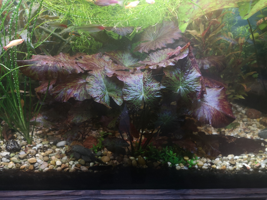 Nymphaea tiger lotus lotos tygrysi czerwony OSOLA Kup teraz na