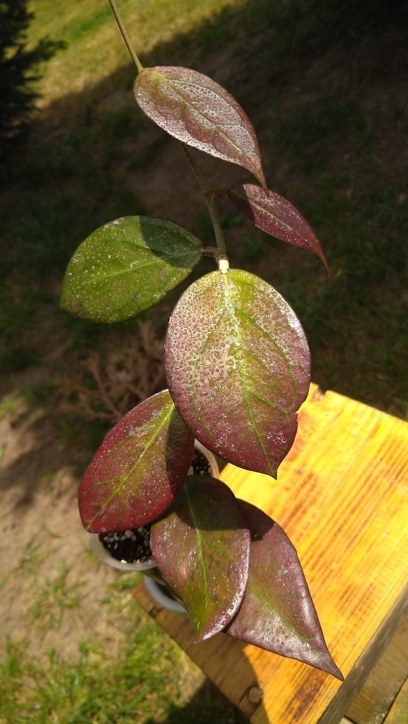 Hoya Tequila sunrise niesamowite kolory rośnie Widełka Kup teraz na