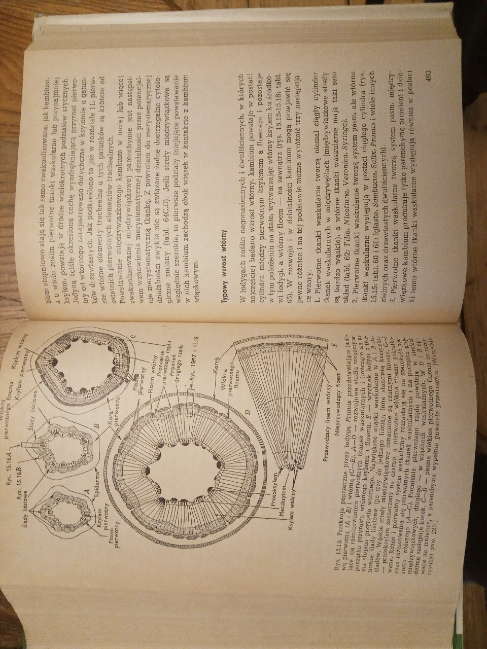 Anatomia roślin Katherine Esau PWRiL Warszawa 1973 Andrychów Kup