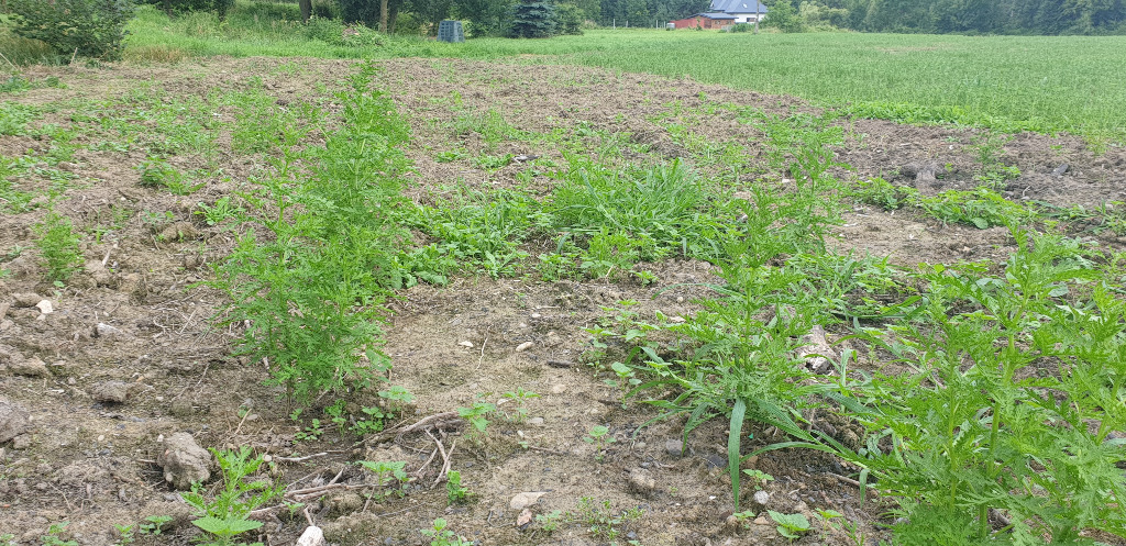 Bylica Roczna Artemisia Annua Okolo10tys Nasion Kup Teraz Za 9 00 Zl Jedlicze Allegro Lokalnie