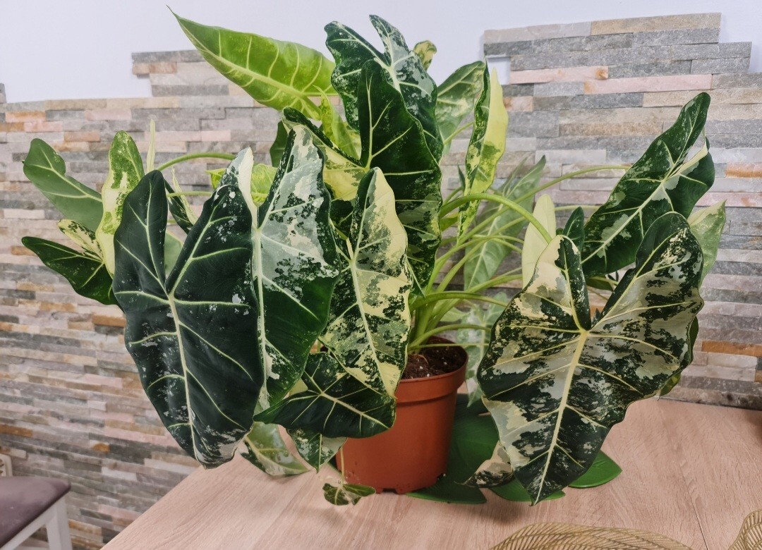 Alocasia Frydek variegata ,bulwa 23mm Trzcianka Kup teraz na Allegro Lokalnie