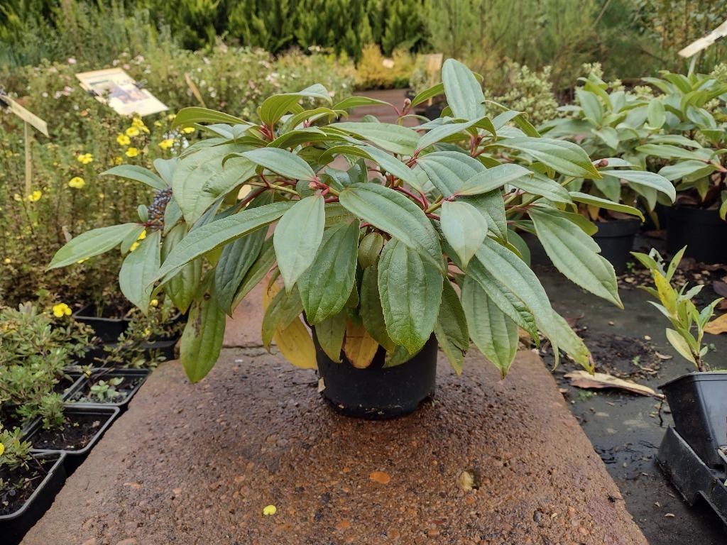 Kalina DawidaViburnum davidii Wielki Bukowiec Ogłoszenie na