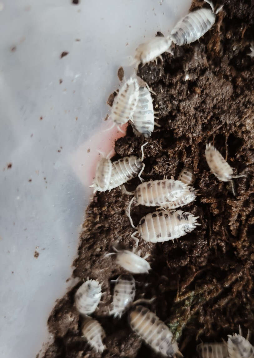 Prosionki 'dairy cow' 30 sztuk Poznań Kup teraz na Allegro Lokalnie
