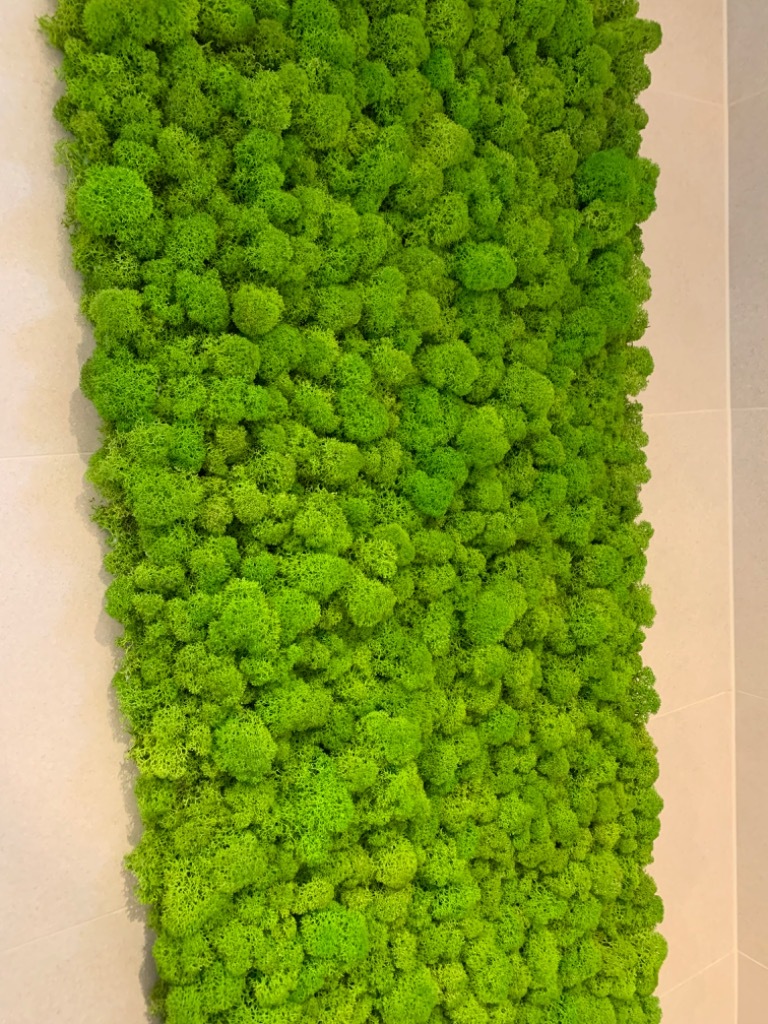 Mech chrobotek na wymiar panel z mchu dekoracja Czarna Kup teraz na