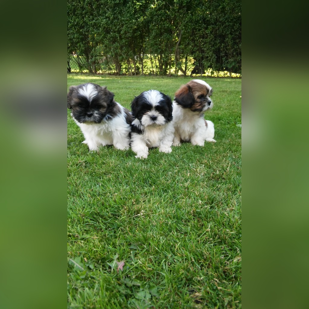 Shih Tzu Pieski Cena 750 00 Zl Tarnow Allegro Lokalnie