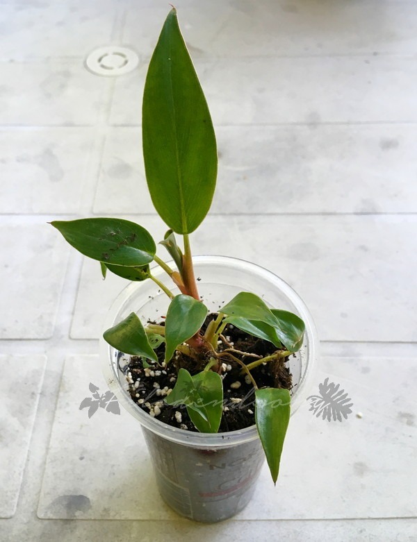 Philodendron Pincushion nr 12 miniatura rzadkość Kraków Kup teraz