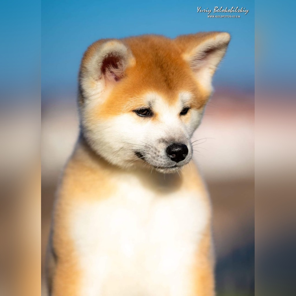 Akita Inu Cena 4000 00 Zl Przemysl Allegro Lokalnie