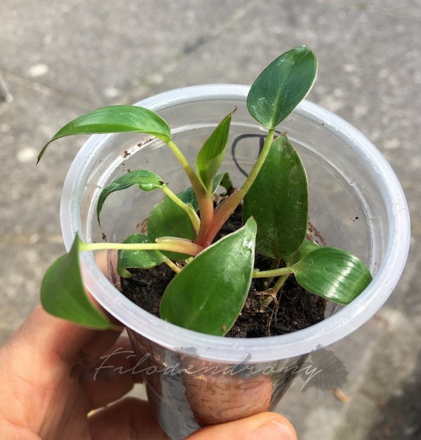 Philodendron Pincushion nr 4 miniatura rzadkość Kraków Kup teraz na