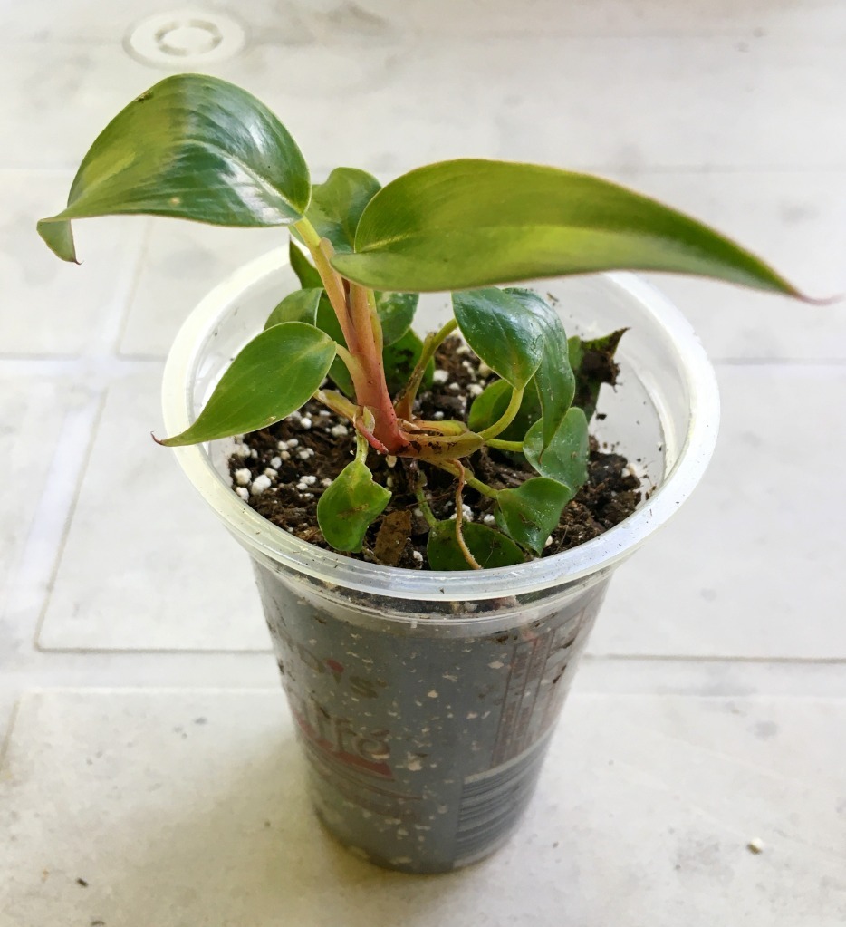 Philodendron Pincushion nr 14 miniatura rzadkość Kraków Kup teraz