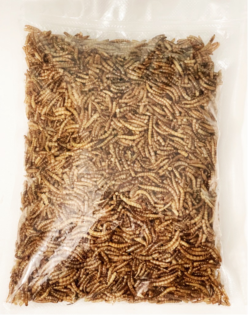 Mealworm Reptile food 200g. larwy mącznika młynark Warszawa Kup