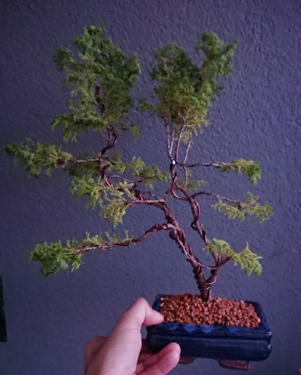 Drzewko Bonsai Cyprysik ChabaDori Szczecin Kup teraz na Allegro