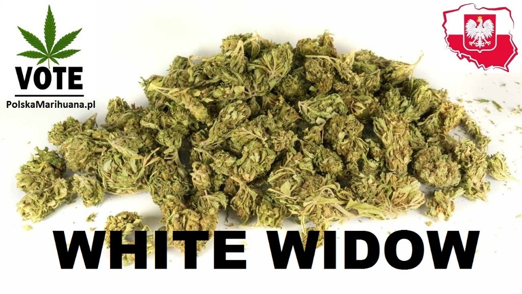 Zdjęcie oferty: MOCNY susz konopny WHITE WIDOW CBD 40% - 5g